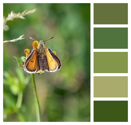 Pollinate Small Skipper Flower Image